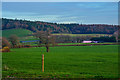 East Budleigh : Grassy Field