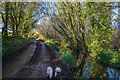 East Budleigh : Sawmill Lane