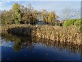 Reeds beside the canal