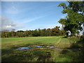 Field and wood near Whitrigg Farm