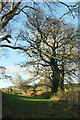 Tree by lane near Moorhouse