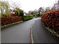 Brown hedges and green hedges, Sunnybank, Brecon