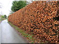 Beech hedge at Tilstone House