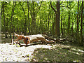 Fallen tree in Beachet Wood