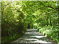 Banks Lane looking west