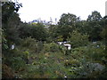 Humber Road Allotments, Greenwich (1)