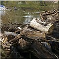 SE5944 : Logs by the riverside by Alan Murray-Rust
