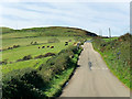 Cows Grazing next to the A841 near Levencorroch