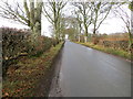 NJ9948 : Hedge and tree-lined road near to Balring Cottage by Peter Wood