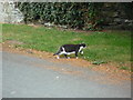 Cat by the Court House Hotel (Church Stoke)