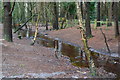 Stream through woods, Avon Heath Country Park