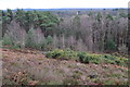 Woodland below Matchams Viewpoint