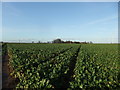 Turnip field by Flixborough Grange