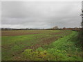 Autumn sown crop at Adsett