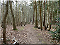 Footpath, Pyrford Common