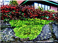 Moss and berries, Omagh