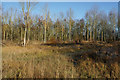 TL5670 : Woodland at Wicken Fen by Bill Boaden