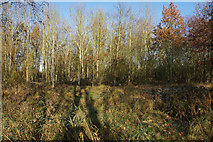 TL5571 : Woodland at Wicken Fen by Bill Boaden