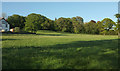 Trees in field, Bydown