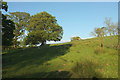 Sheep near Dennington Barton