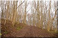 Path, Letham Hill Wood