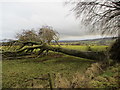 Fallen tree, Newton