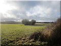 Clump of trees in a grass field near Osbournby