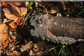 Fungus by the cycle path