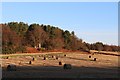 Field at Tollohill Wood