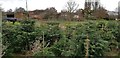 Abbotswood Farm over its Christmas trees