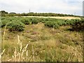 NZ1451 : Regenerating heathland by Robert Graham
