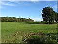 Grazing near Ley Farm