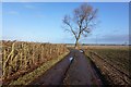 Melon Lane towards Newchurch