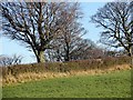 Winter trees beside the B6308