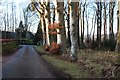 Roadside beech trees at Ardoe