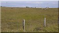 NL9642 : Grazing land in the middle of Tiree by Richard Webb