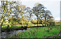 Trees beside River Churnet