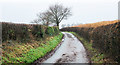 Waltonhurst Lane descending north-west