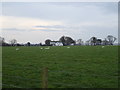 Sheep grazing, Ruthwell