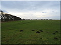 Grazing, East Howcreek