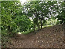 SU4827 : Path along bank and ditch of Iron Age Hill Fort of St Catherine's Hill by Phil Champion
