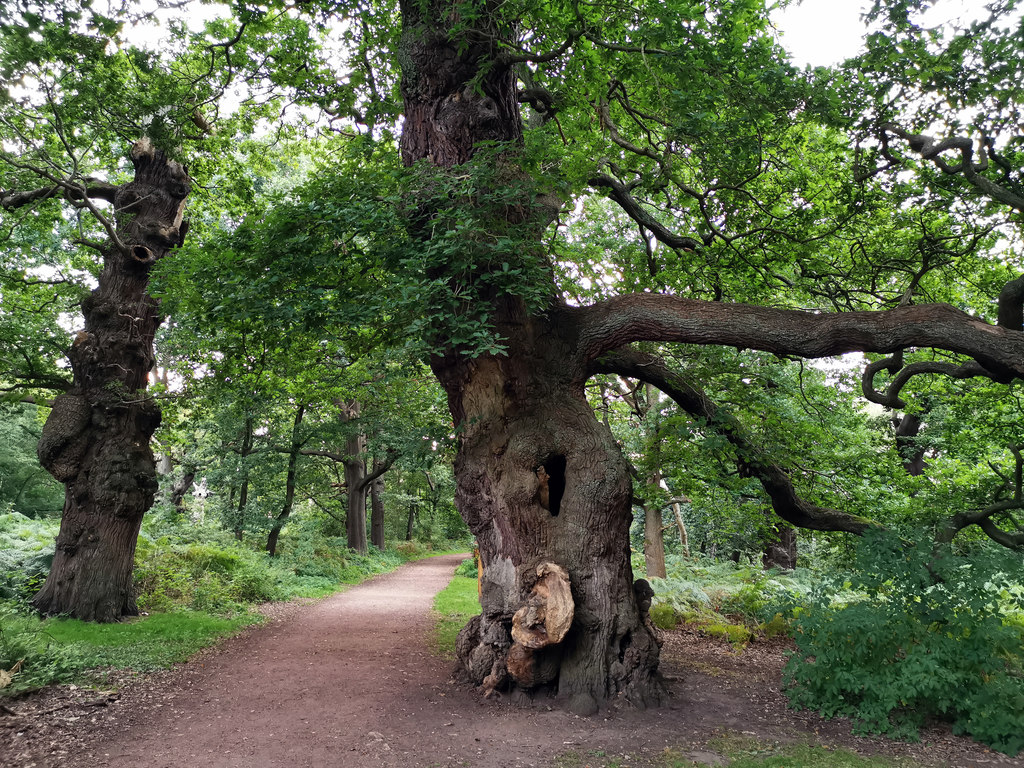 ancient-oak-trees-in-sherwood-forest-phil-champion-cc-by-sa-2-0