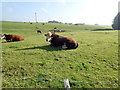 Herd of cattle at Greenfield Farm