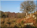 Moorland with tree