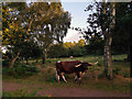 SK6268 : English Longhorn cattle in within Sherwood Forest  by Phil Champion