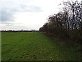 Grazing and hedgerow near Sandysike