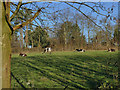 Cows in a field, Lawton Heath