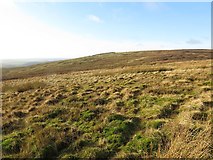 NT9411 : Rough moorland near White Stones by Andrew Curtis