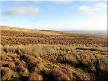 NT9411 : Rough moorland near White Stones by Andrew Curtis