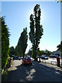 Poplars lining Grangemouth Road